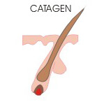 Catagen