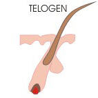 Telogen