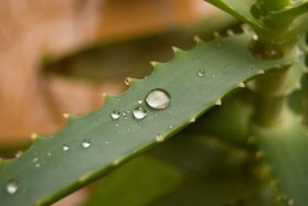 Aloe Vera